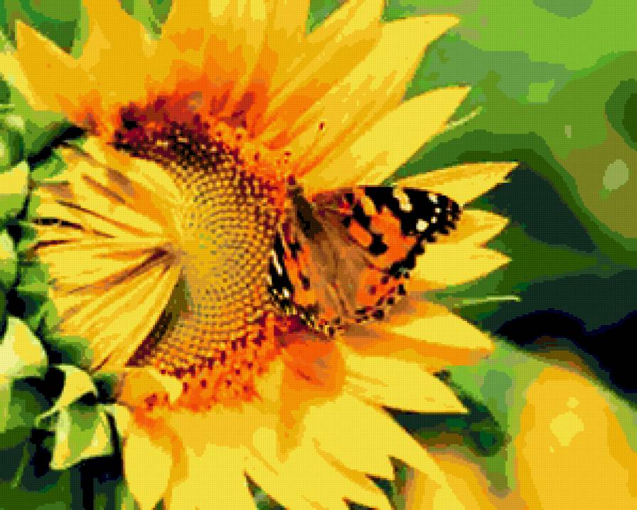 Подсолнух. - лето, подсолнух, бабочки. - предпросмотр