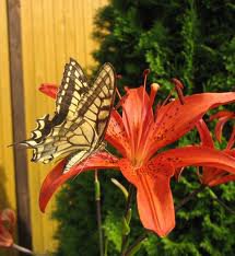 Лилия. - бабочка, цветы, лилия - оригинал