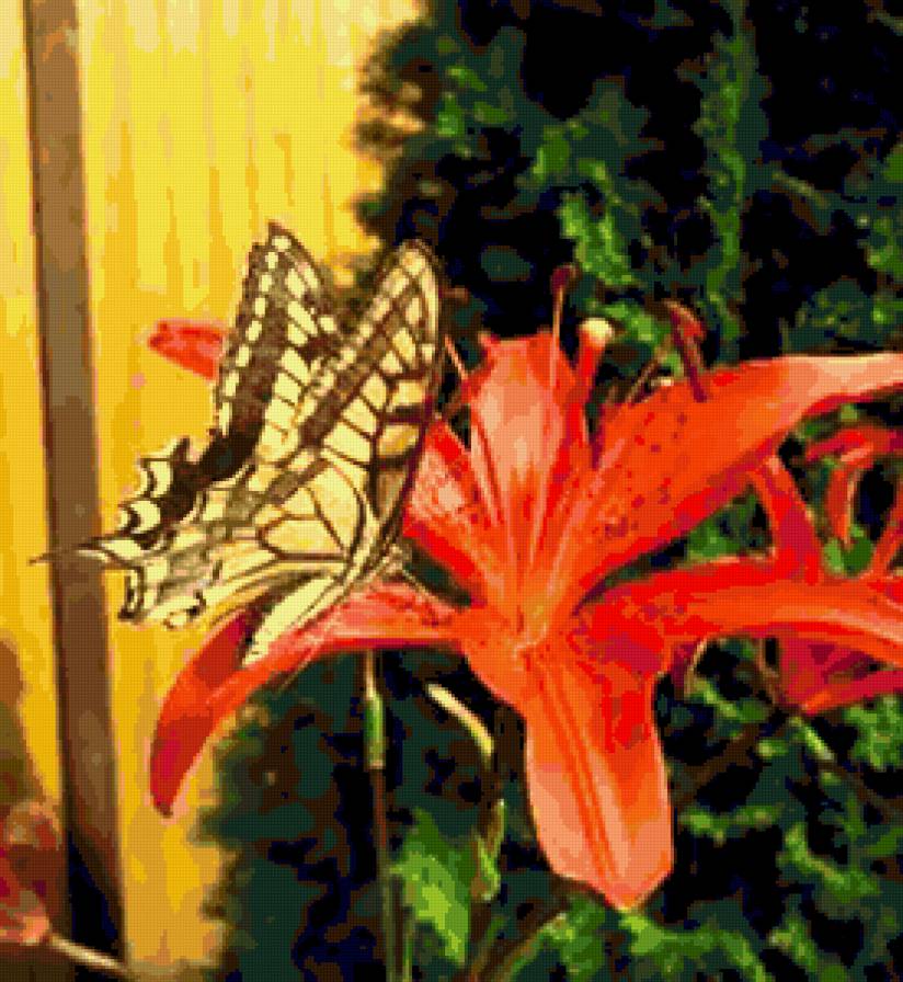 Лилия. - лилия, цветы, бабочка - предпросмотр