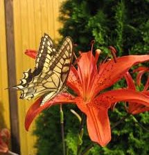 Схема вышивки «Лилия.»