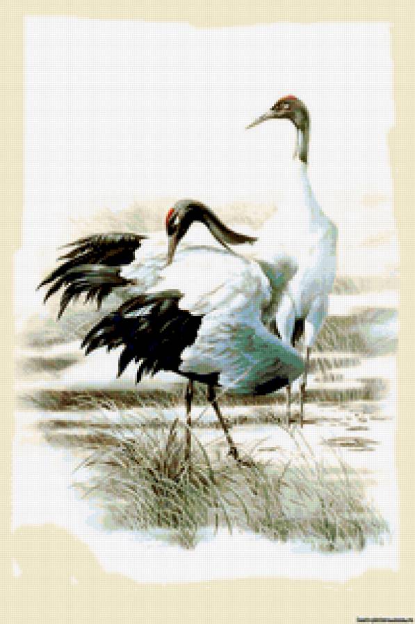 Журавли - природа, журавли, птицы - предпросмотр