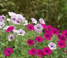 Схема вышивки «Петунии.»