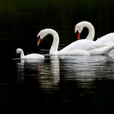 Схема вышивки «лебеди»