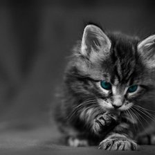 Схема вышивки «Котенок»