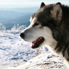 Схема вышивки «Волк»