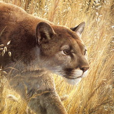 Схема вышивки «Горный Лев»