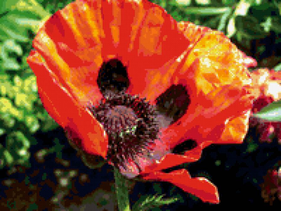 мак - природа, цветок, цветы, маки, мак - предпросмотр