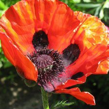 Схема вышивки «Мак»