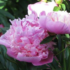 Схема вышивки «пионы»