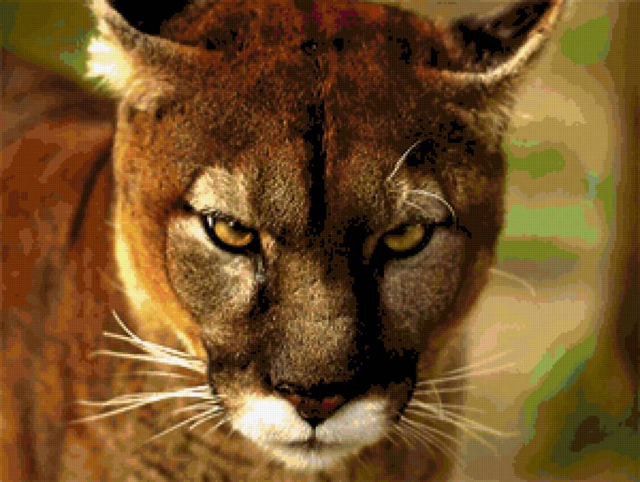 Пума - дикие кошки, коты, пума, горный лев - предпросмотр