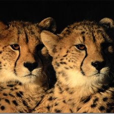 Схема вышивки «гепарды»