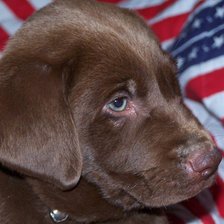 Схема вышивки «собака»