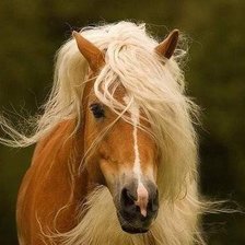 Схема вышивки «Лошадка»