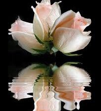 Схема вышивки «№249542»