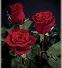 Схема вышивки «№249543»