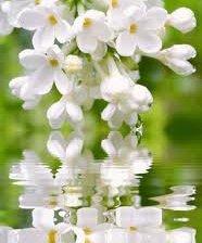 Схема вышивки «№249545»