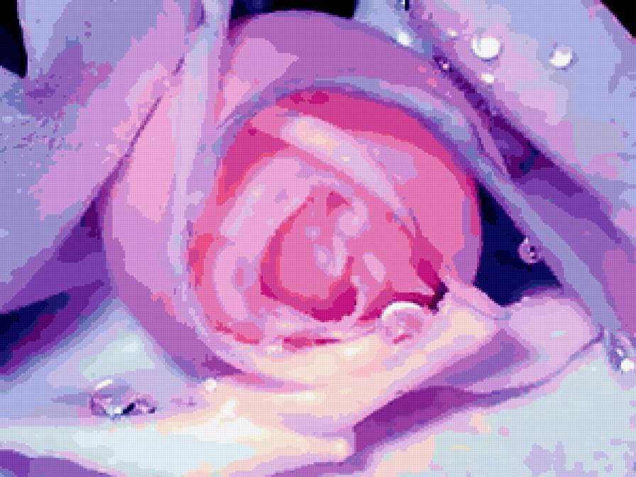 №249546 - цветы, розы - предпросмотр