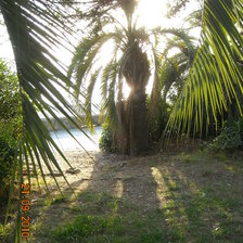 Схема вышивки «пальма»