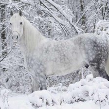 Схема вышивки «Лошадка»