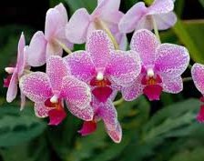 Схема вышивки «№249603»