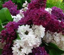 Схема вышивки «№249619»