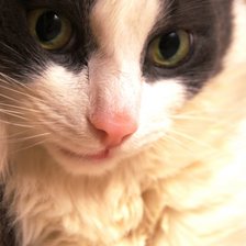 Схема вышивки «Мой кот Пусик.»