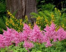 Схема вышивки «№249795»