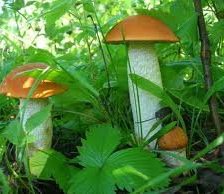 Схема вышивки «№249805»