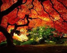 Схема вышивки «№249836»