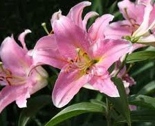 Схема вышивки «№249880»