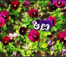 Схема вышивки «№249887»