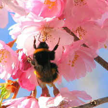 Схема вышивки «Пчела на цветке»