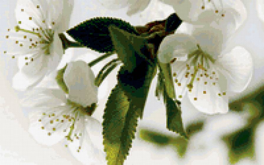 Цвет вишни - цвет вишни - предпросмотр