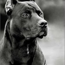 Схема вышивки «пес»