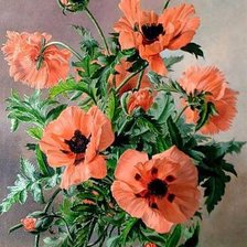 Схема вышивки «маки»