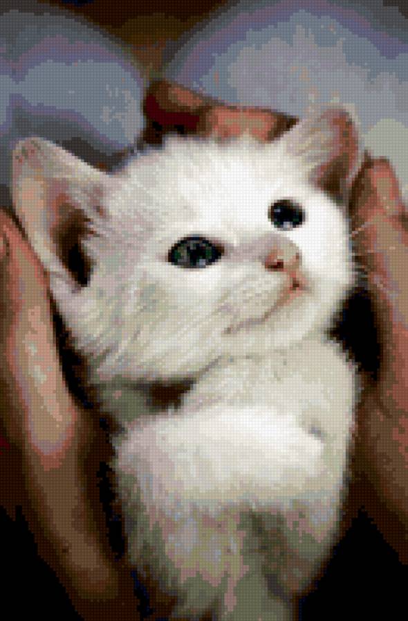 Котя - котенок, руки, кошка - предпросмотр