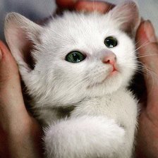 Схема вышивки «Котя»