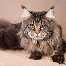 Схема вышивки «мейн кун»