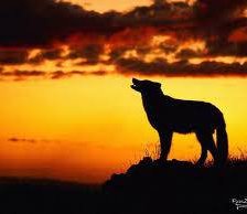 Схема вышивки «природа»