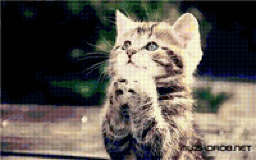 кошки - животные, коты - предпросмотр