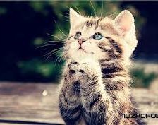 Схема вышивки «кошки»