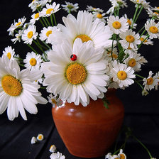 Схема вышивки «ромашки»