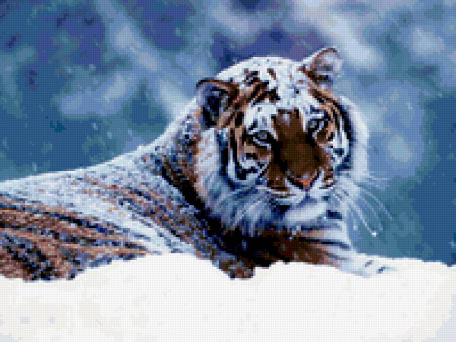 тигра - предпросмотр