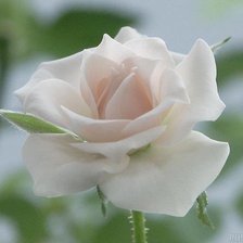 Схема вышивки «Белая»