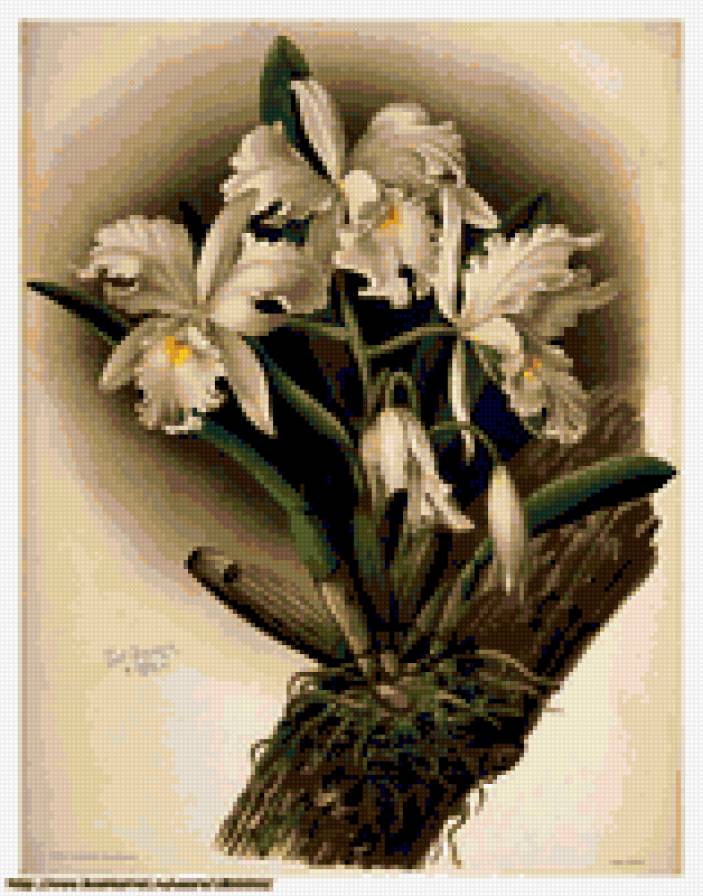 орхидея - цветы орхидея - предпросмотр