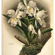 Схема вышивки «орхидея»