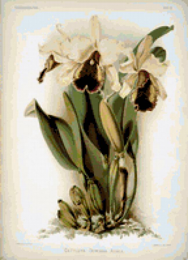 орхидея - цветы орхидеи - предпросмотр