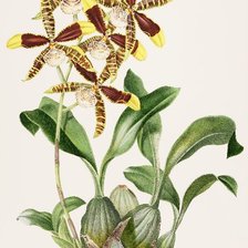 Схема вышивки «орхидеи»