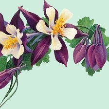 Схема вышивки «орхидеи»