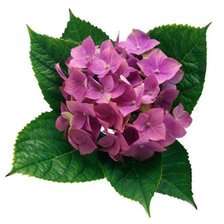 Схема вышивки «цветы»